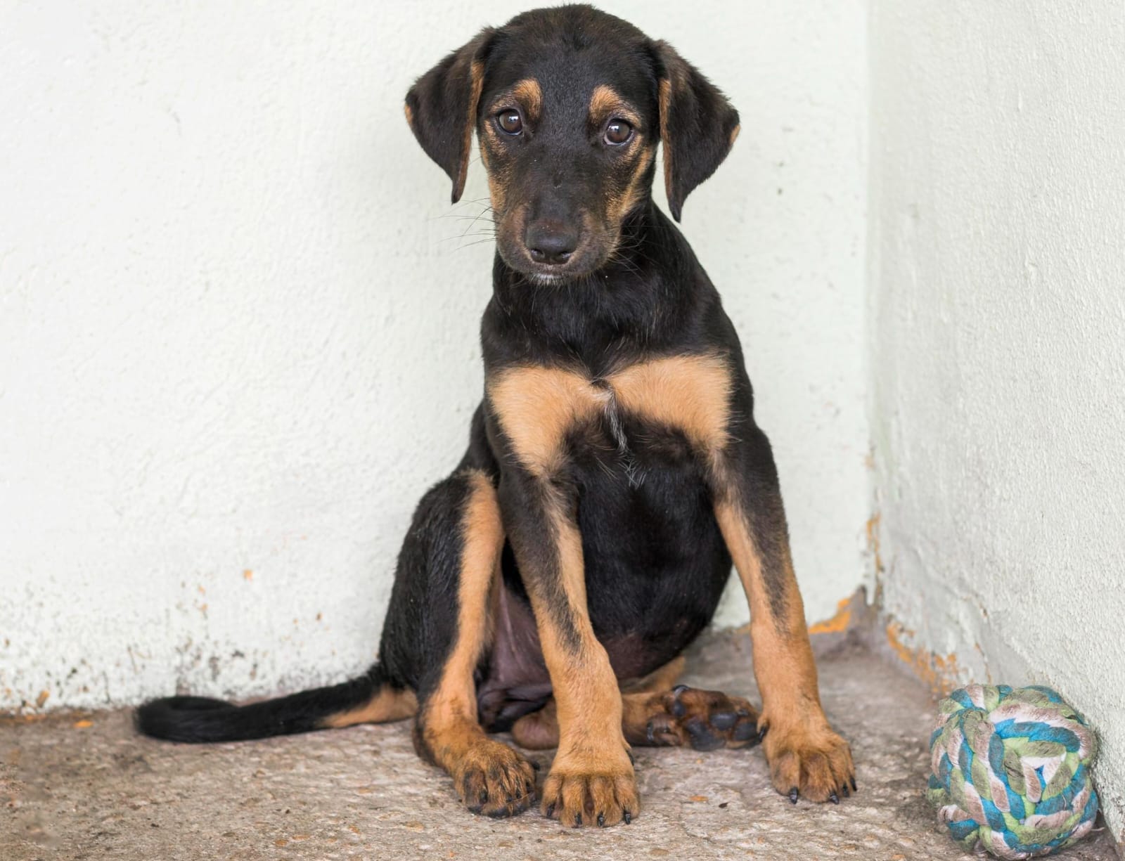 Centro de acolhimento animal avança após decisão judicial