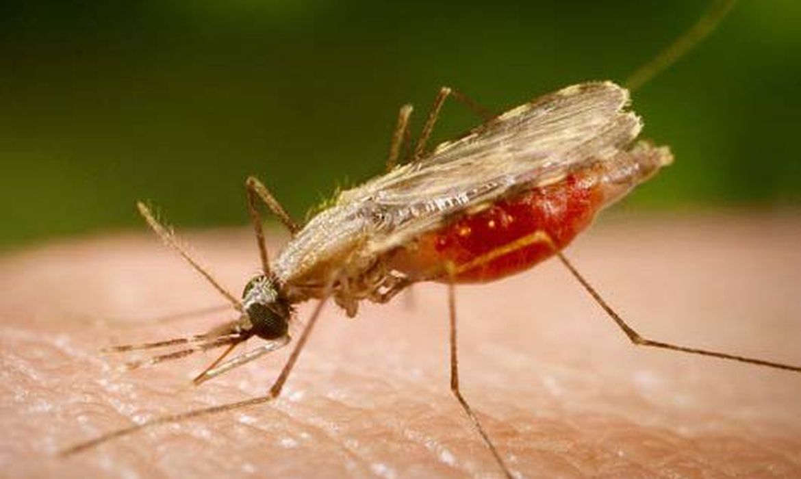 Nature destaca avanço brasileiro contra malária