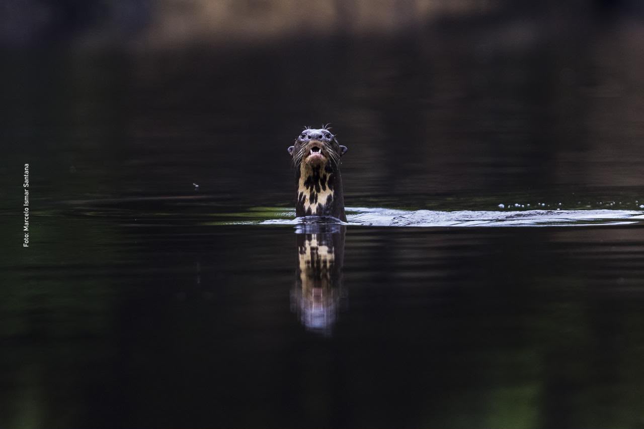 Ciência orienta conservação na Reserva Mamirauá