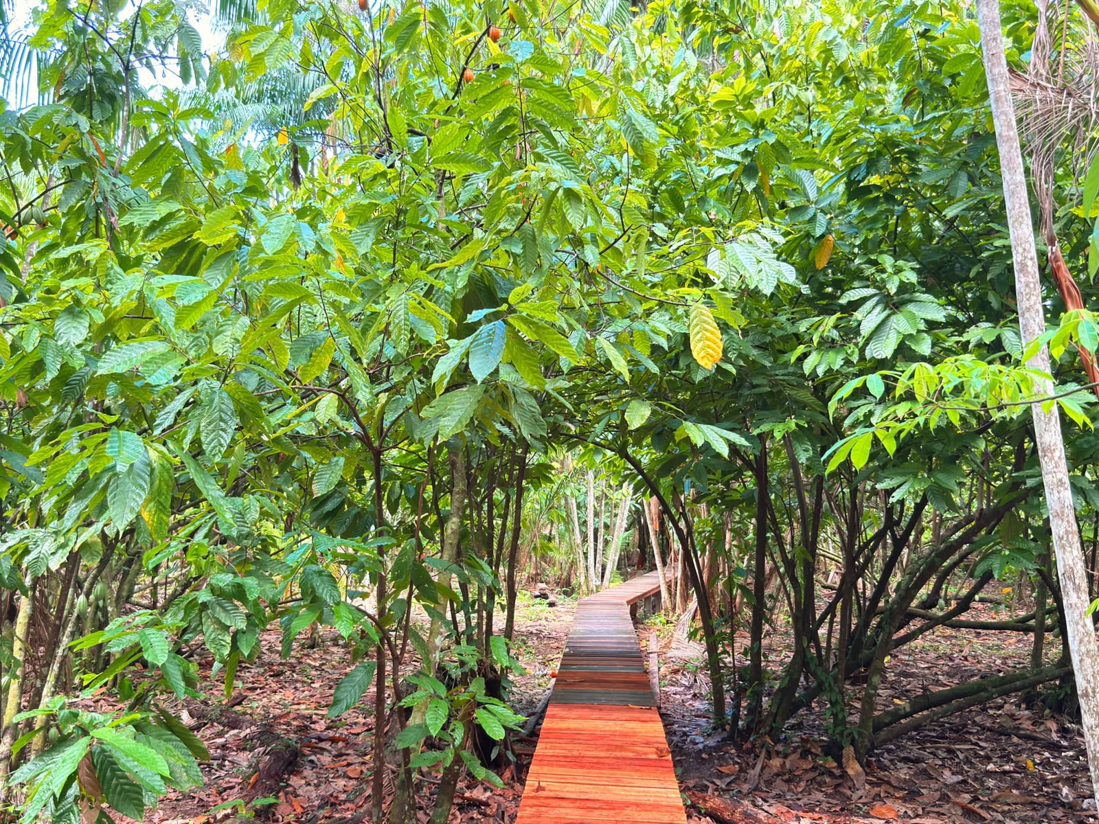 Bioeconomia amazônica ganha força com novos negócios