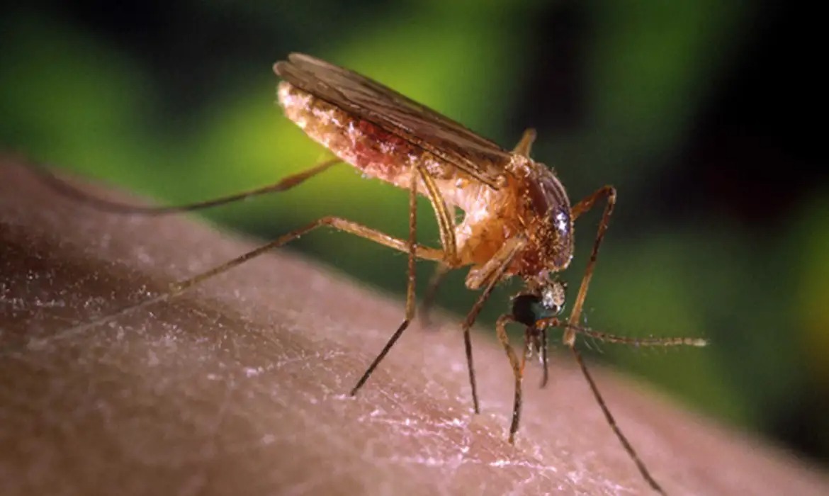 Febre do Nilo não tem vacina nem antiviral específico