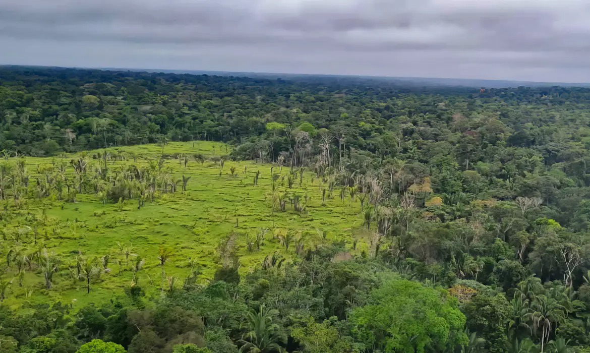 Desmatamento atingiu 40% das terras indígenas