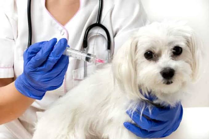 Manaus pretende vacinar 202,4 mil cães