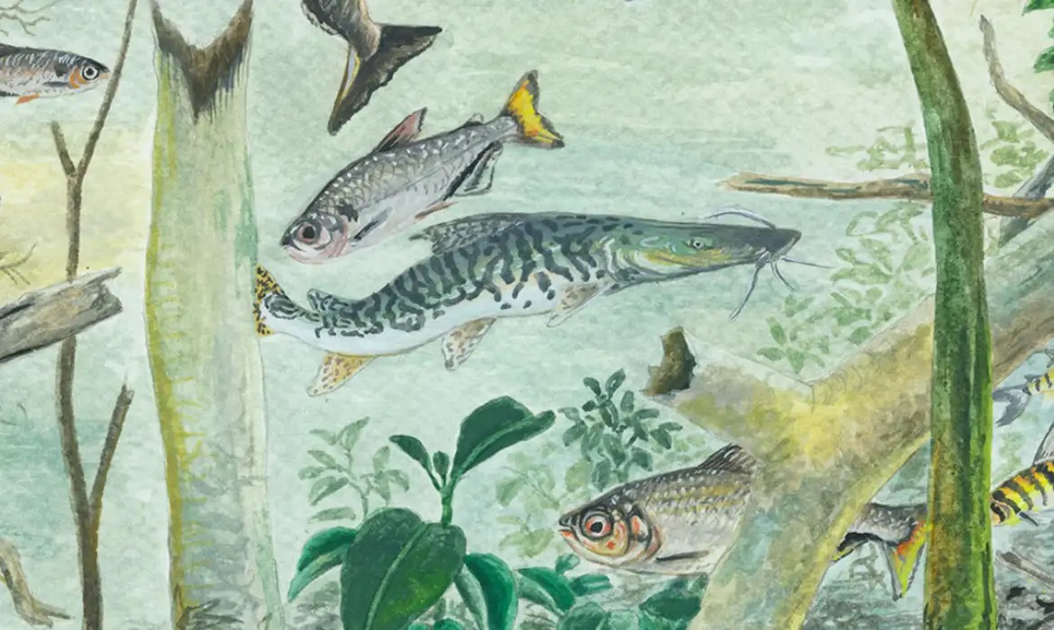 Amazônia supera outras bacias em espécies de peixes